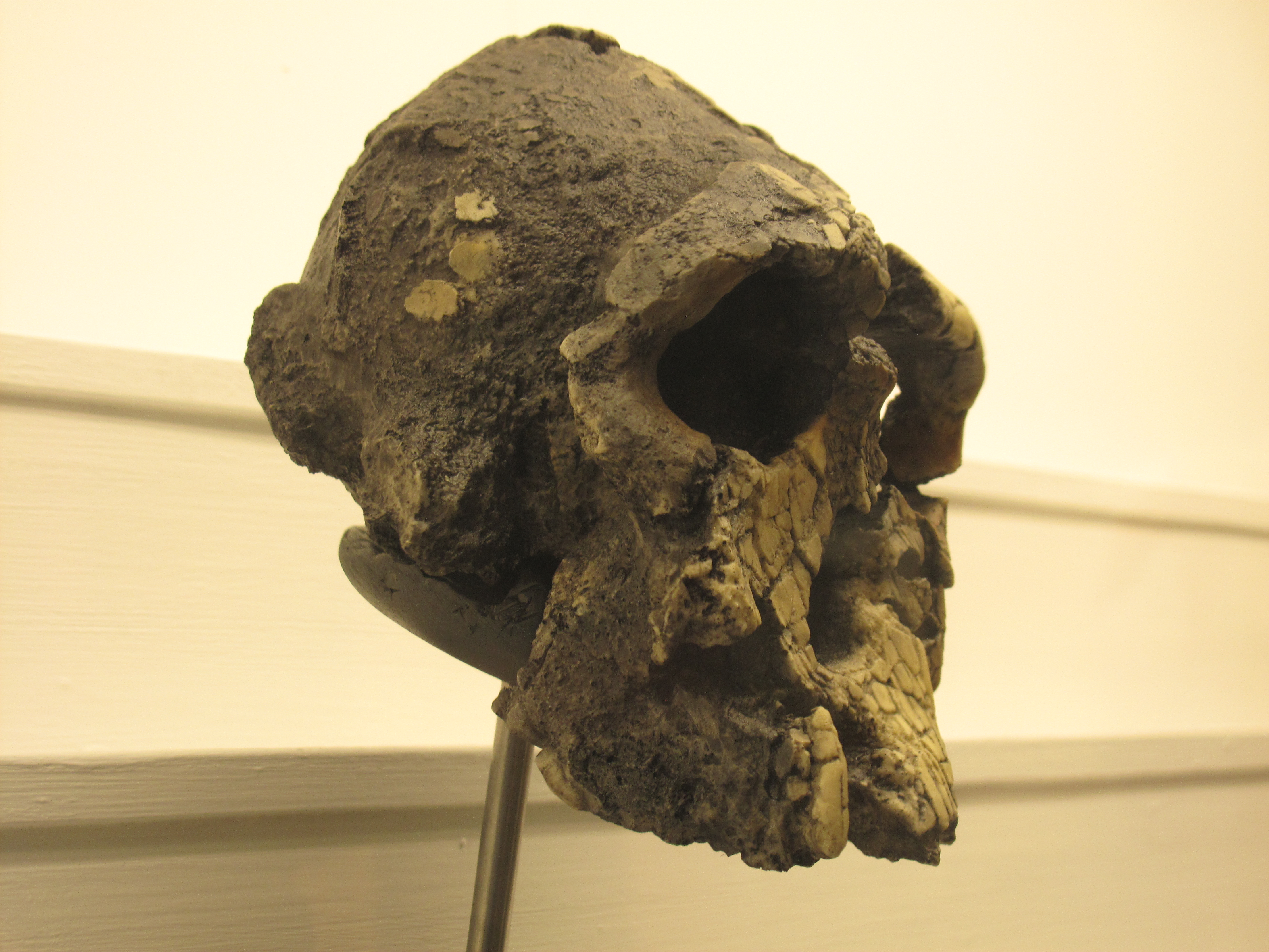 Partial skull KNM-WT 40000 of Kenyanthropus platyops