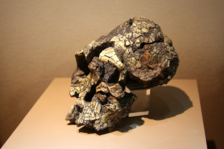 Face comparison of Kenyanthropus platyops with Australopithecus afarensis