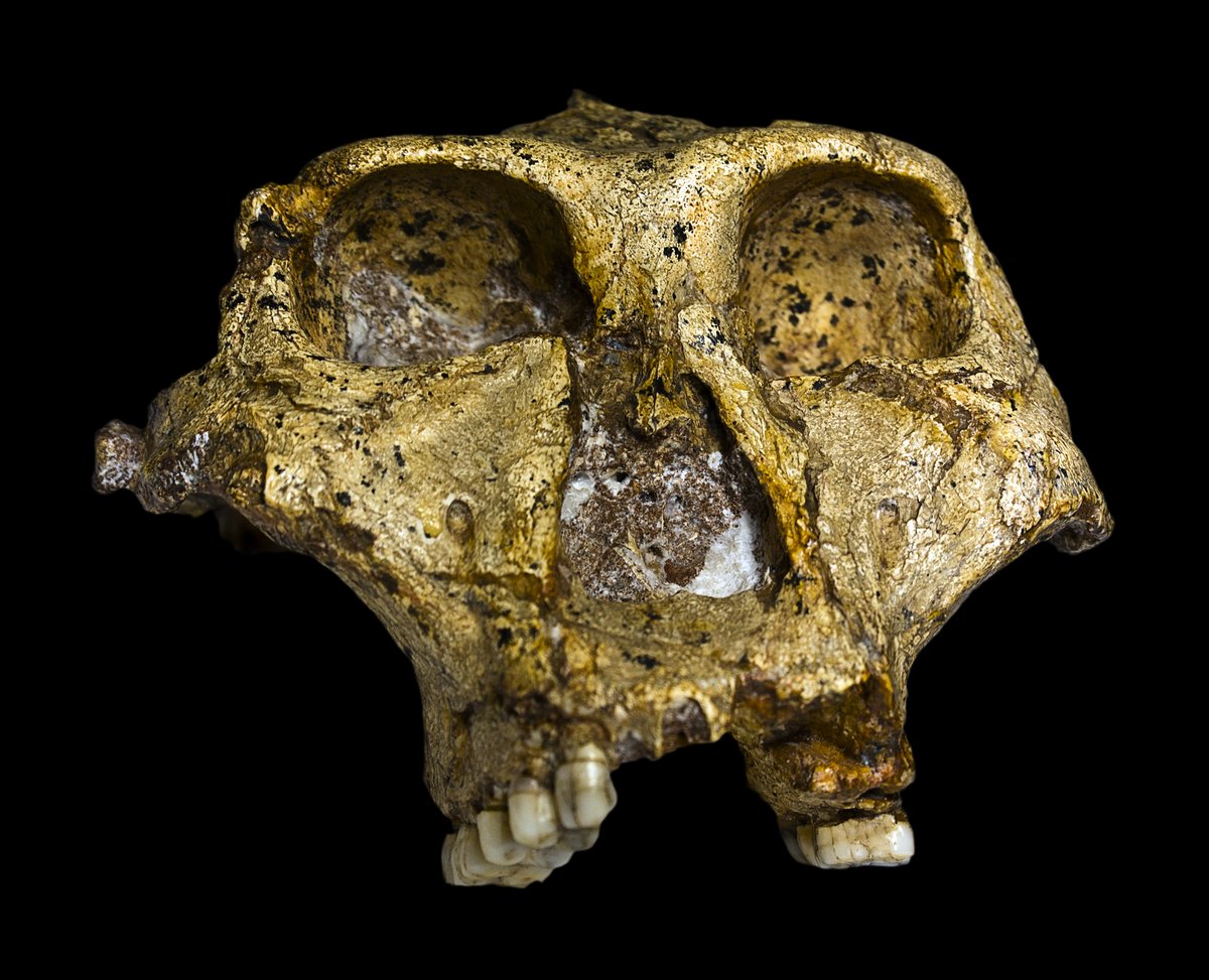 Original Paranthropus robustus skull, South Africa