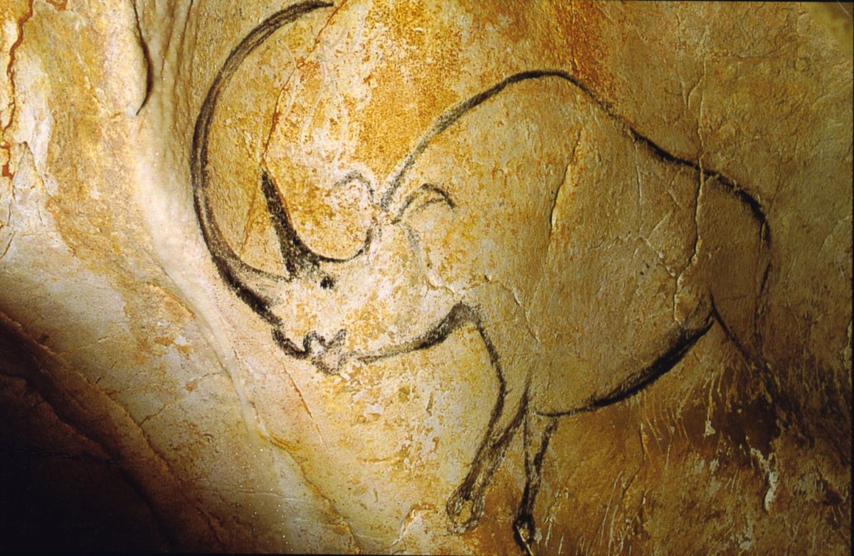 Woolly rhinoceroses at Chauvet cave, 36,000 years old