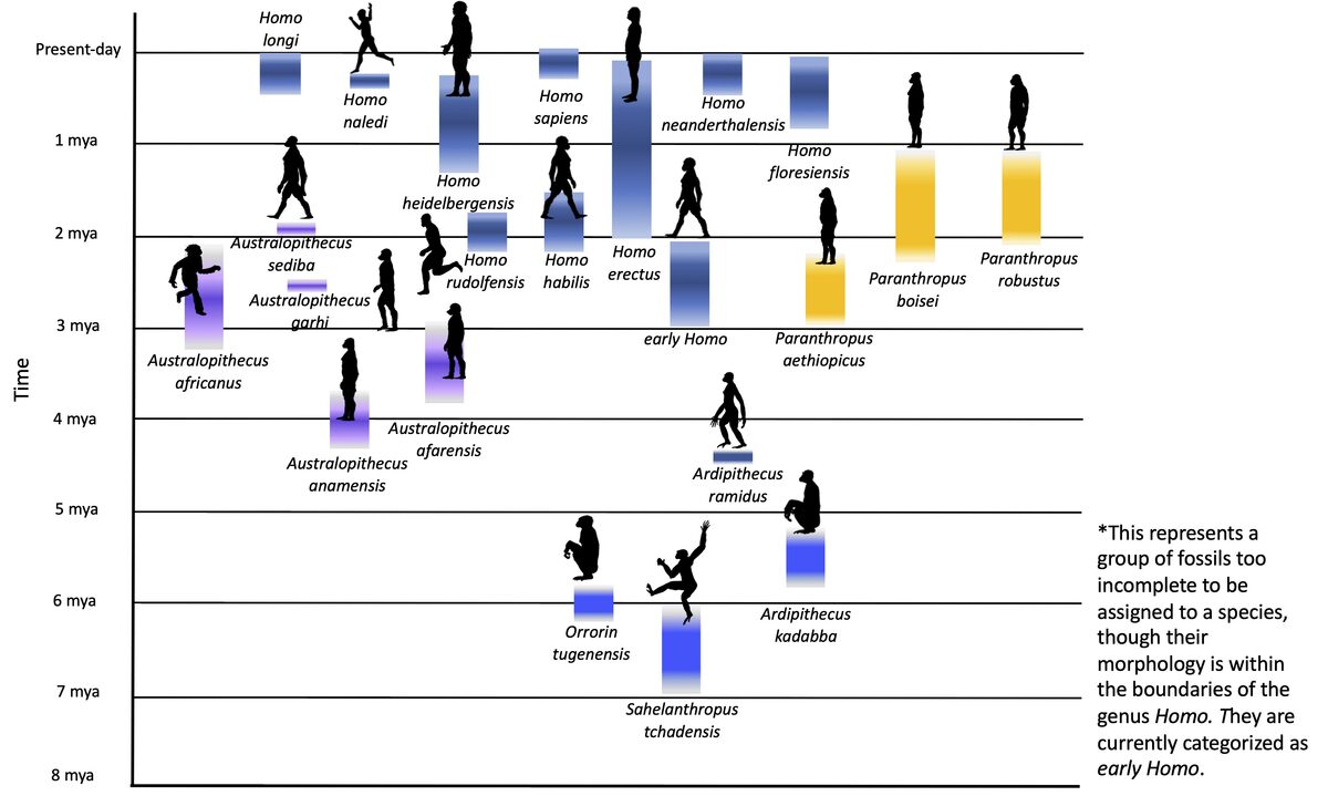 Buisson phylogénétique des hominines incluant les premiers représentants du genre Homo