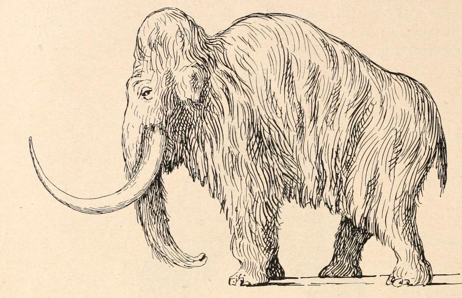 Reconstruction of the woolly mammoth by O. Abel, 1919