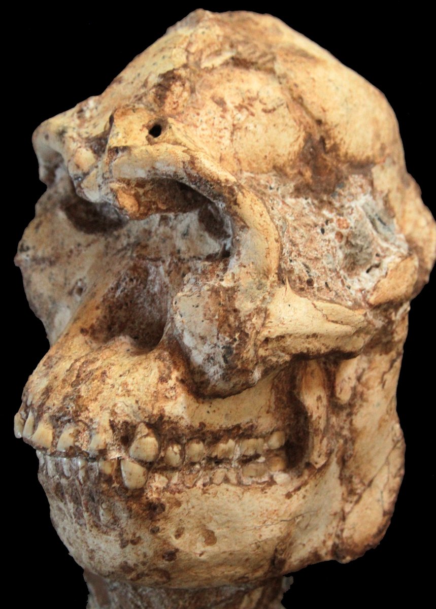 Crane de Little Foot, Australopithecus prometheus, Sterkfontein