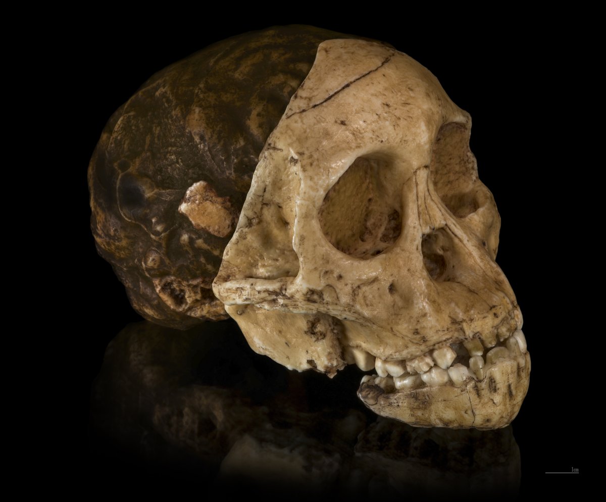 Moulage du crane de l'Enfant de Taung, Australopithecus africanus