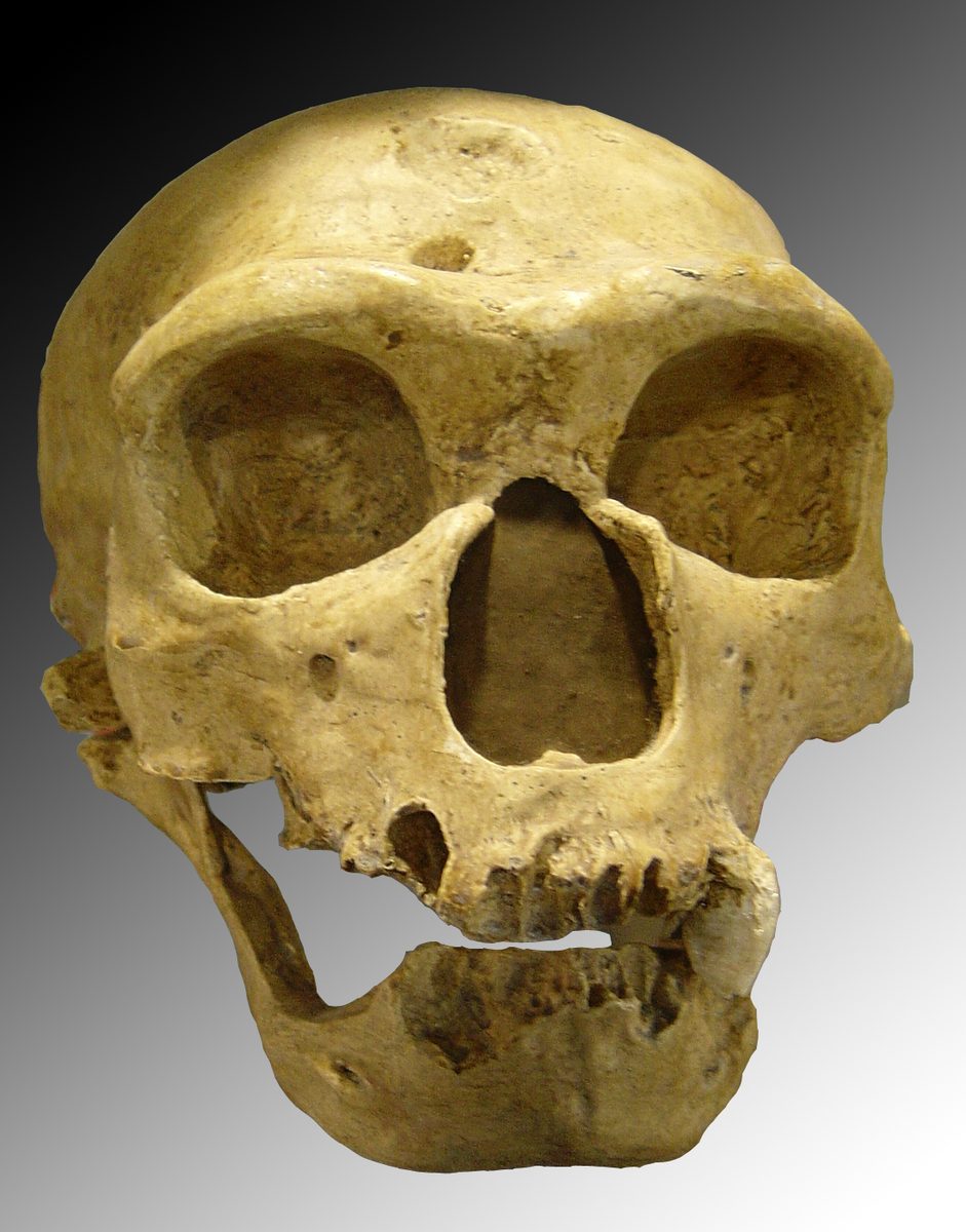Reconstruction of an adult Neanderthal showing characteristic morphology