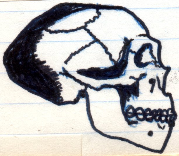 Neanderthal anatomy and osteological reconstruction