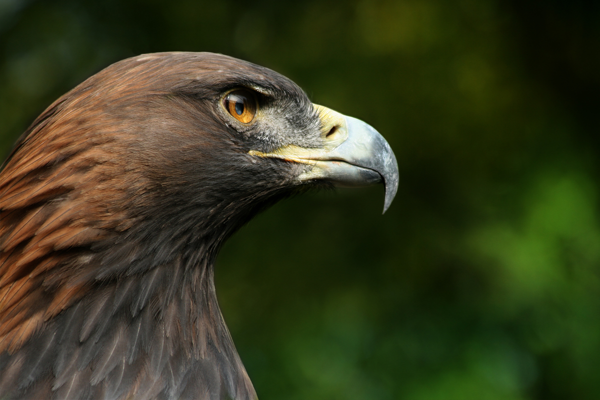 Golden eagle (Aquila chrysaetos), an emblematic raptor hunted by Neanderthals
