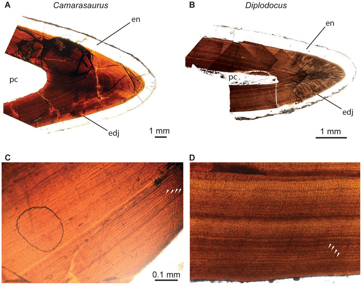Cross-section of tooth enamel under the microscope showing parallel growth lines