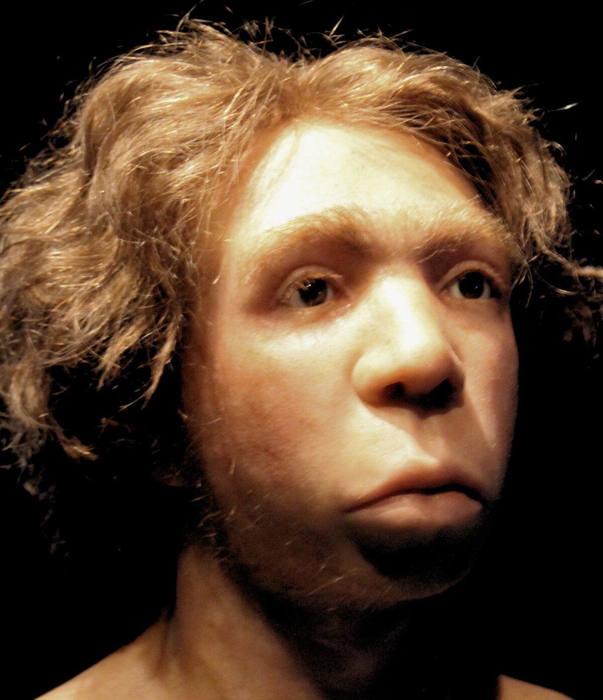 Crâne de Néanderthalien, reconstitution au musée de Berlin
