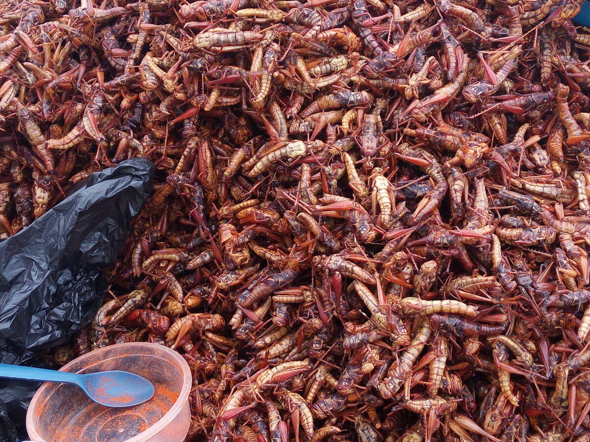 Insecte comestible, sauterelle