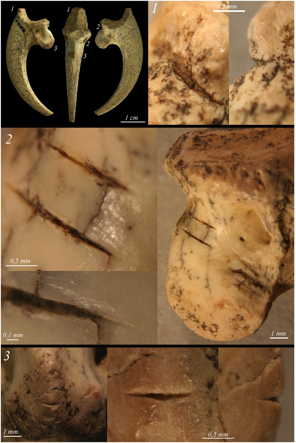 Eagle talons with incision marks from Mandrin cave, Neanderthal symbolism