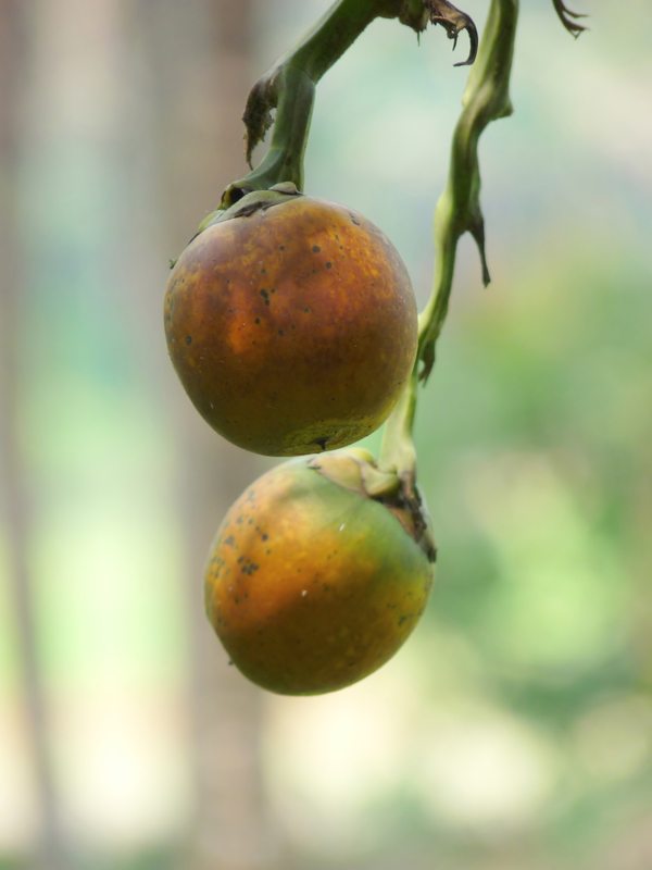 Noix de betel (fruits de l'arec) sur l'arbre