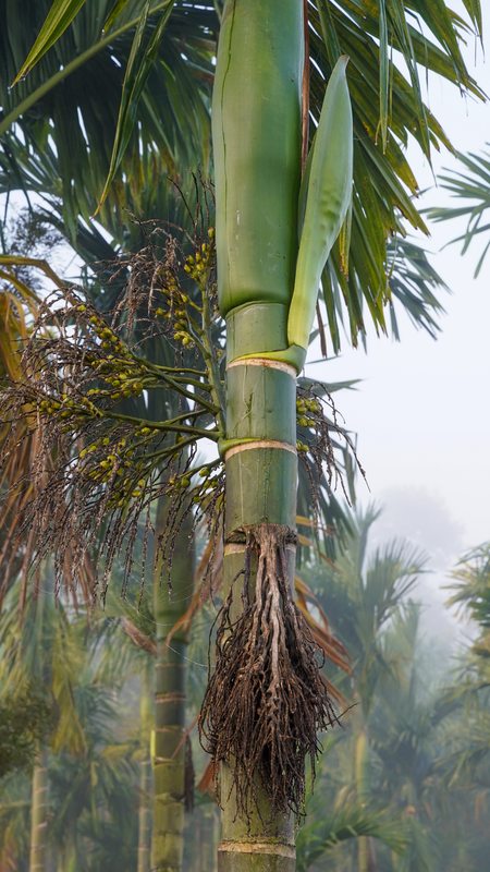 Palmiers arecs en fleurs (Areca catechu)