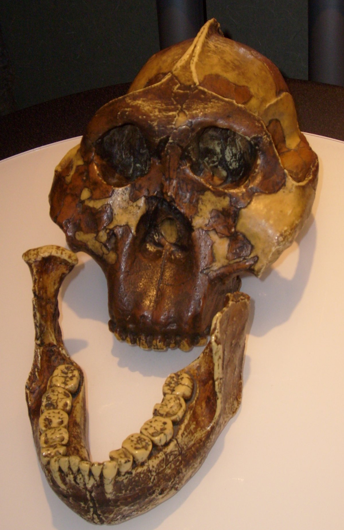 Réplique du crâne de Paranthropus boisei montrant une face large, de grandes molaires et une crête sagittale