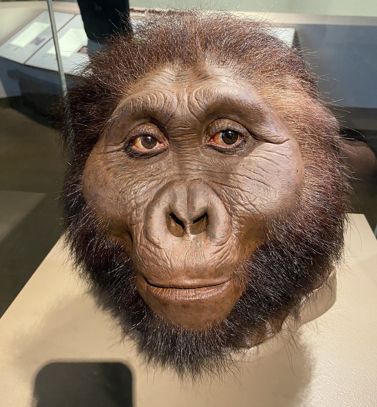 Reconstitution du visage de Paranthropus boisei au musée national d'histoire naturelle de la Smithsonian
