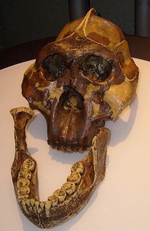 Paranthropus boisei OH 5 skull Nutcracker Man