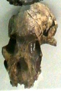 Paranthropus boisei reconstruction faciale
