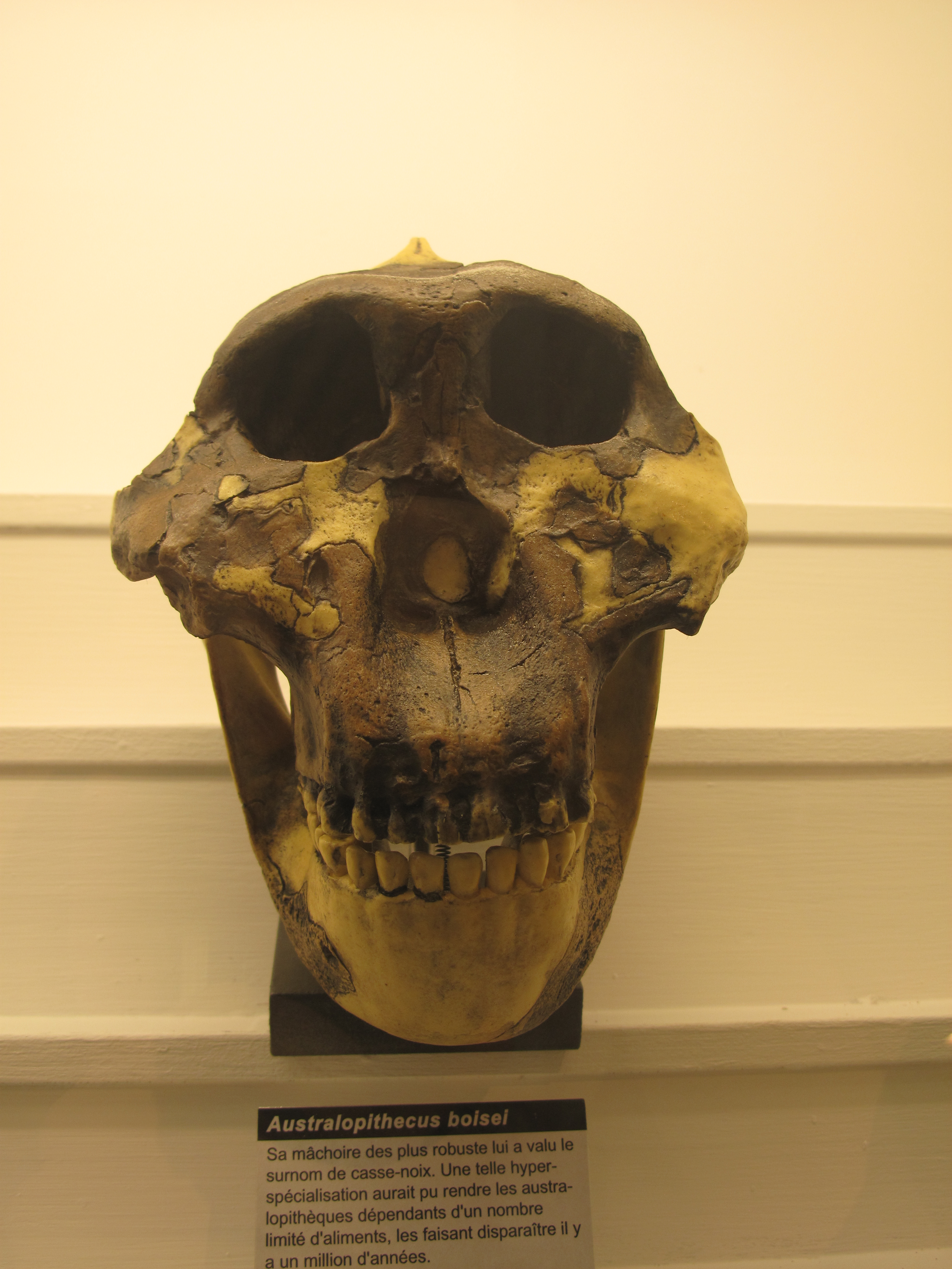 Paranthropus robustus SK48 crane Afrique du Sud