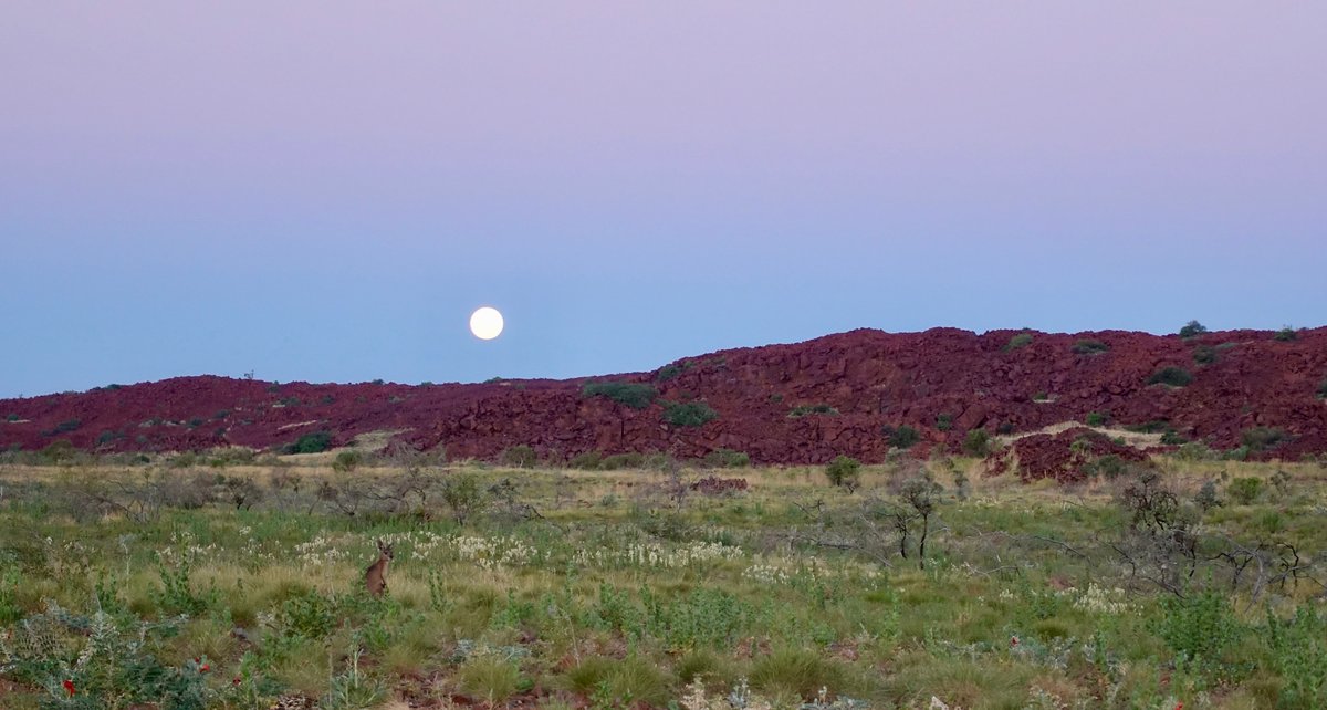 Petroglyphe de kangourou grave sur roche du Pilbara, Australie-Occidentale