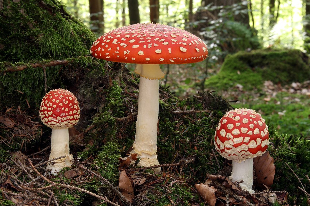 Trois amanites tue-mouches au chapeau rouge moucheté de blanc dans un sous-bois