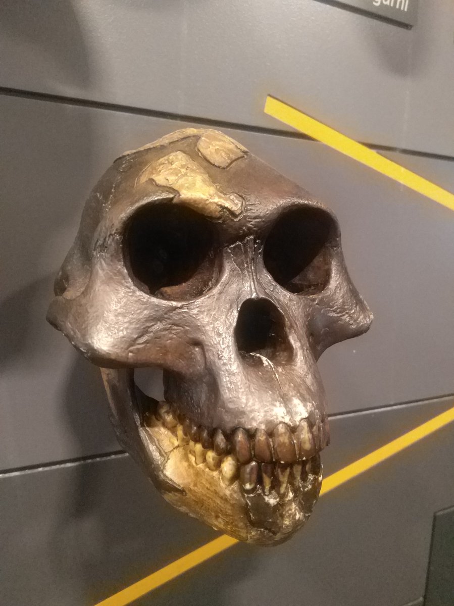 Fossil skeleton of Australopithecus afarensis, museum specimen illustrating Lucy's morphology