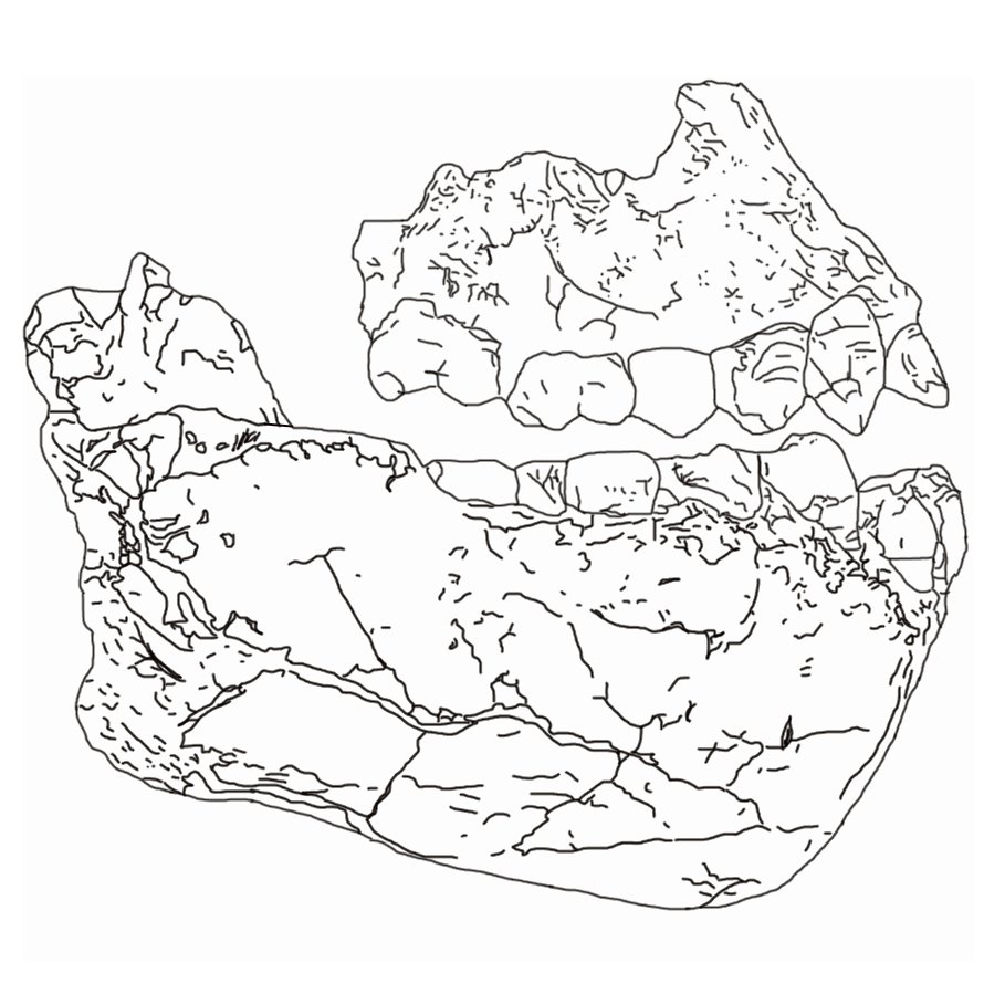 Reconstruction of Australopithecus deyiremeda, a species contemporary with Lucy discovered in Ethiopia