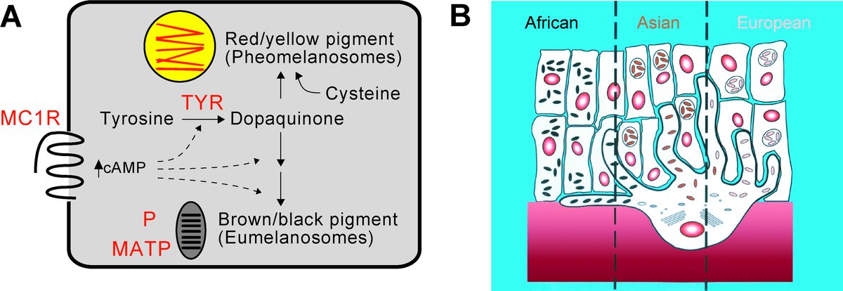Biochemistry and histology of different skin types according to melanin concentration