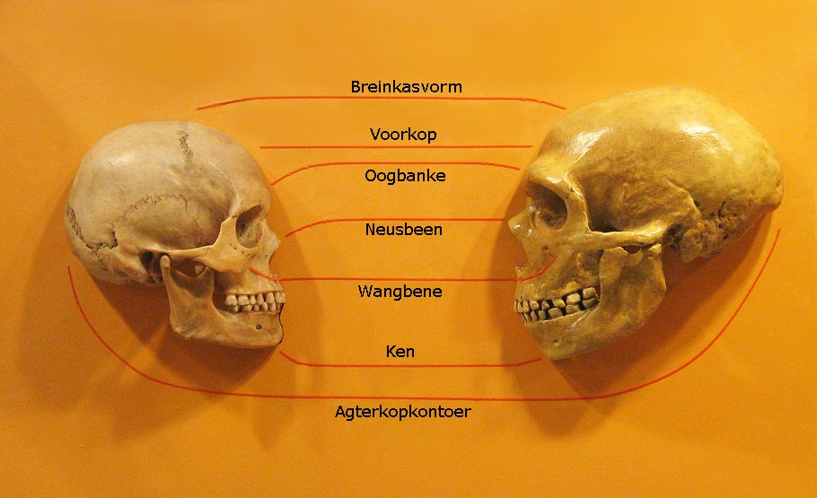 Anatomical comparison between Homo sapiens and Neanderthal, two species that coexisted in Europe