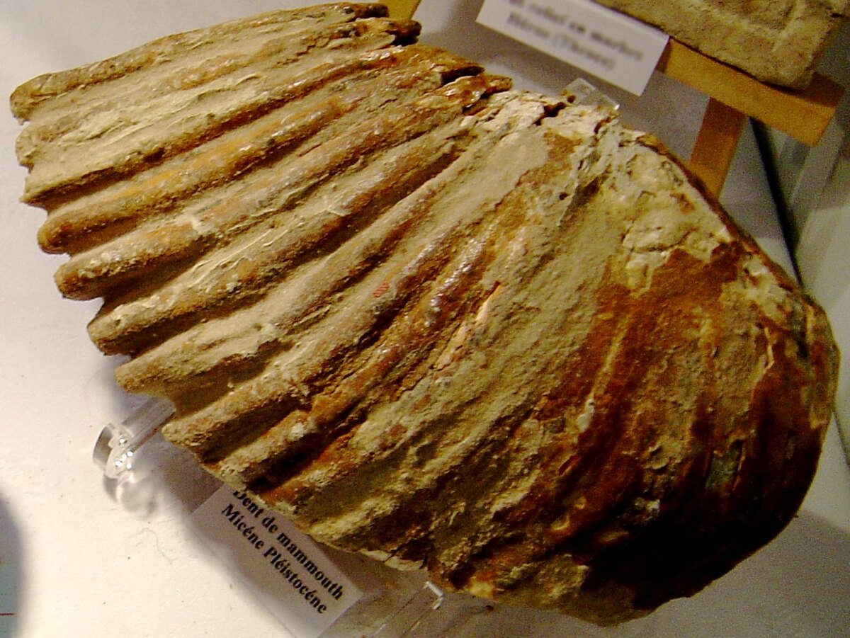 Fossil mammoth tooth, example of preservation in aquatic context