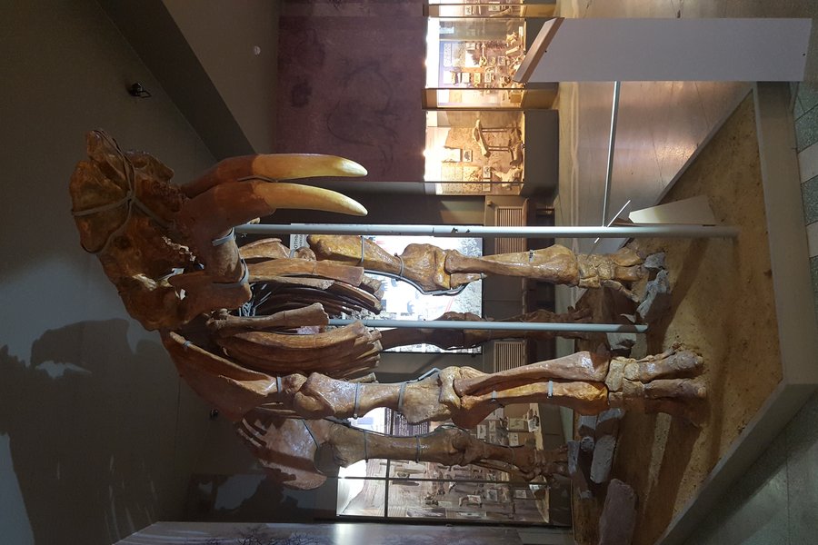 Deinotherium skeleton at the Azov Museum
