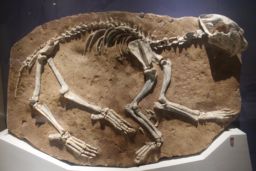 Machairodus skull at the Natural History Museum