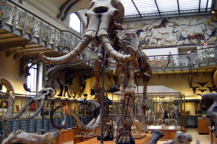 Mammuthus meridionalis skeleton at the Paris Natural History Museum