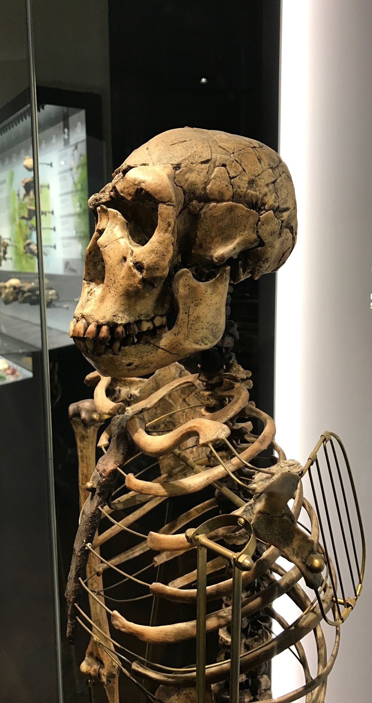 Turkana Boy, Homo ergaster, skeletal reconstruction - Wikimedia Commons CC BY-SA 4.0
