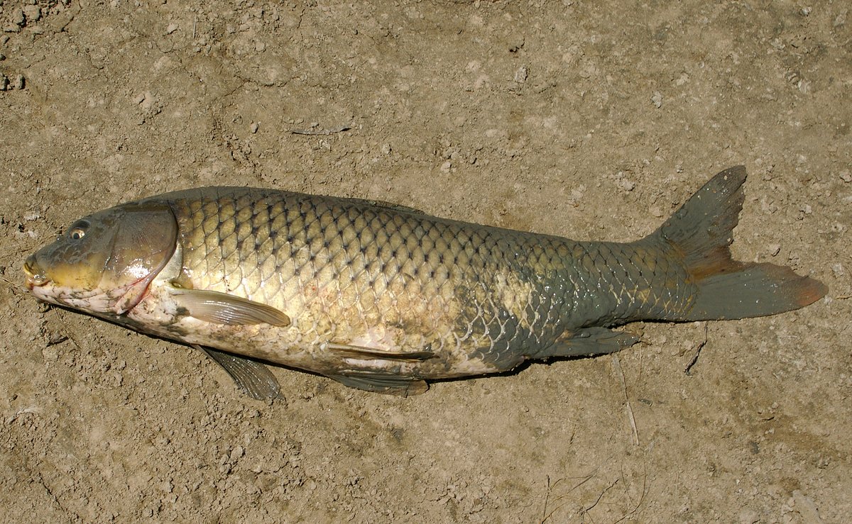 Common carp (Cyprinus carpio) - Wikimedia Commons CC BY-SA 3.0