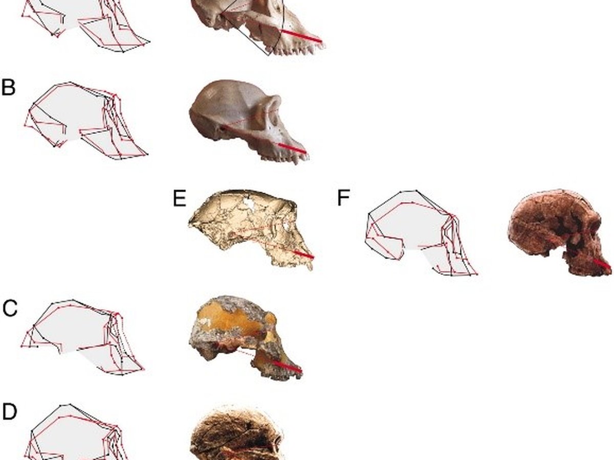 Comparison of Sahelanthropus tchadensis skull with chimpanzee and modern human