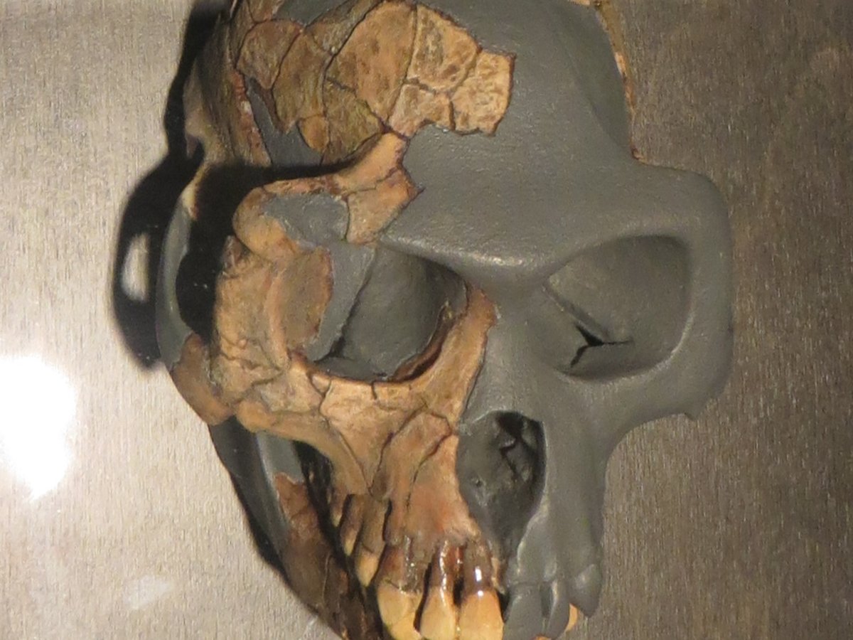 Ardipithecus ramidus fossil, Ethiopia