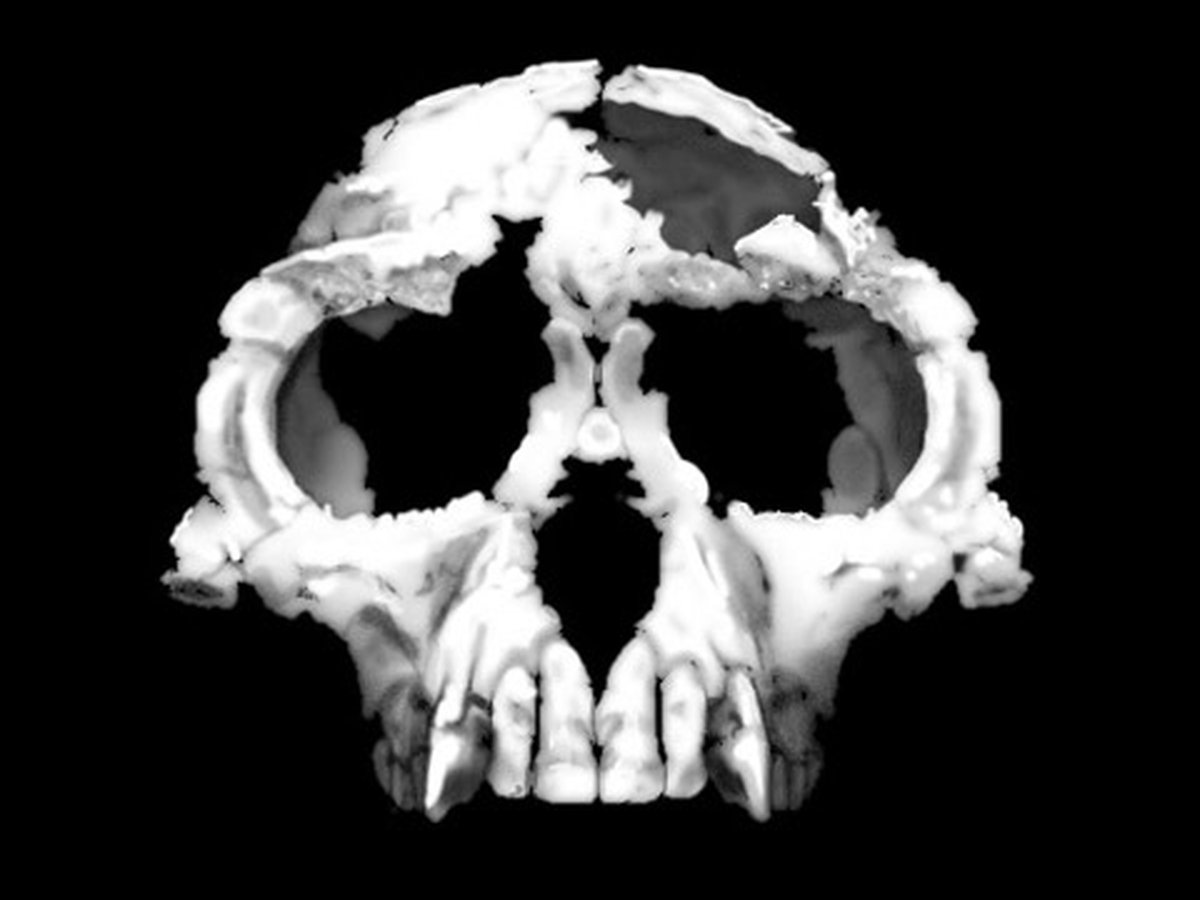 Reconstruction of Ardipithecus ramidus (Ardi)
