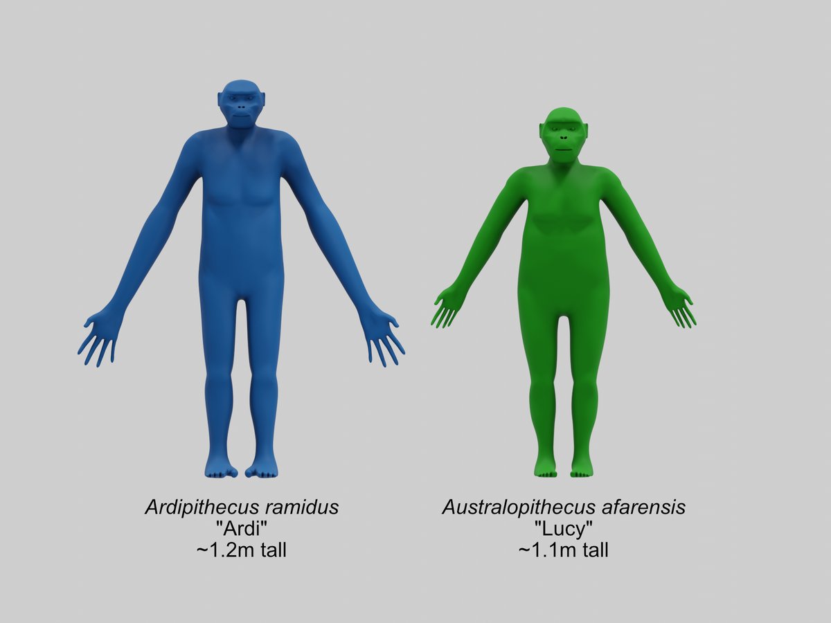 Comparison of Ardi and Lucy reconstructions