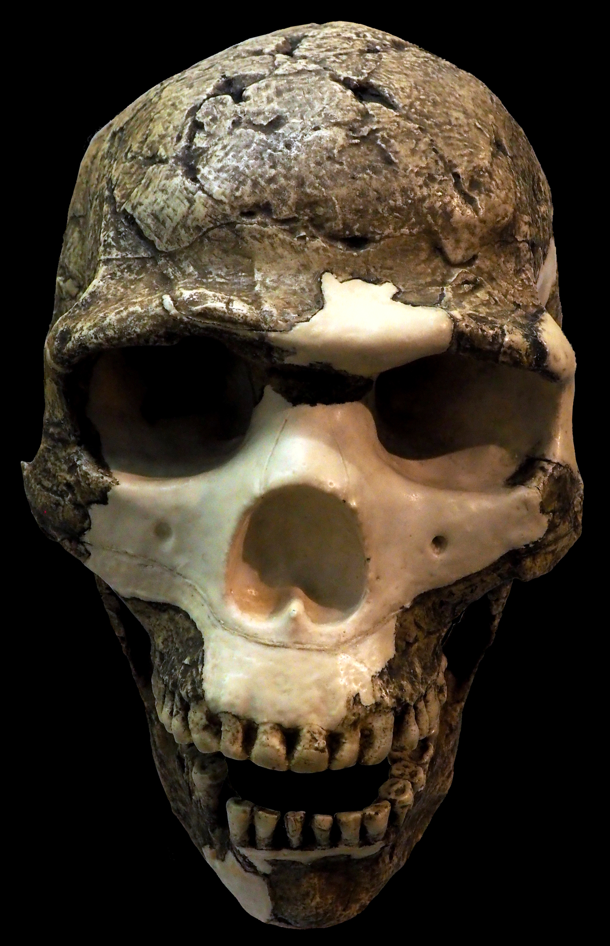 Crâne d'Homo sapiens montrant l'anatomie faciale moderne, front vertical et mâchoire à menton
