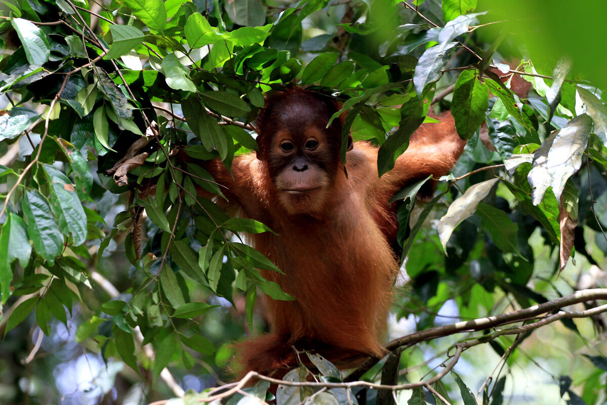 Young orangutan with open mouth during a play session