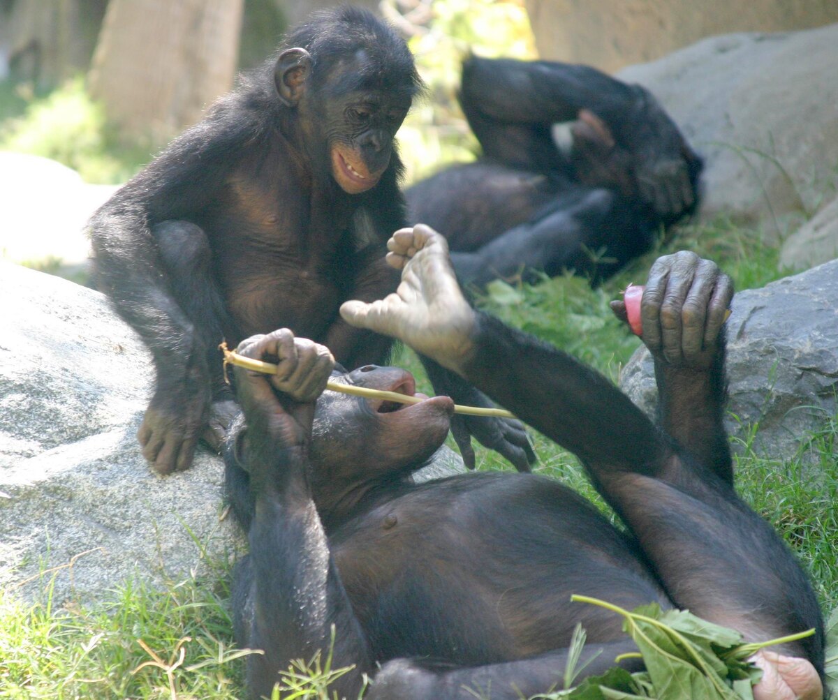 Chimpanzee and bonobo in a social play interaction