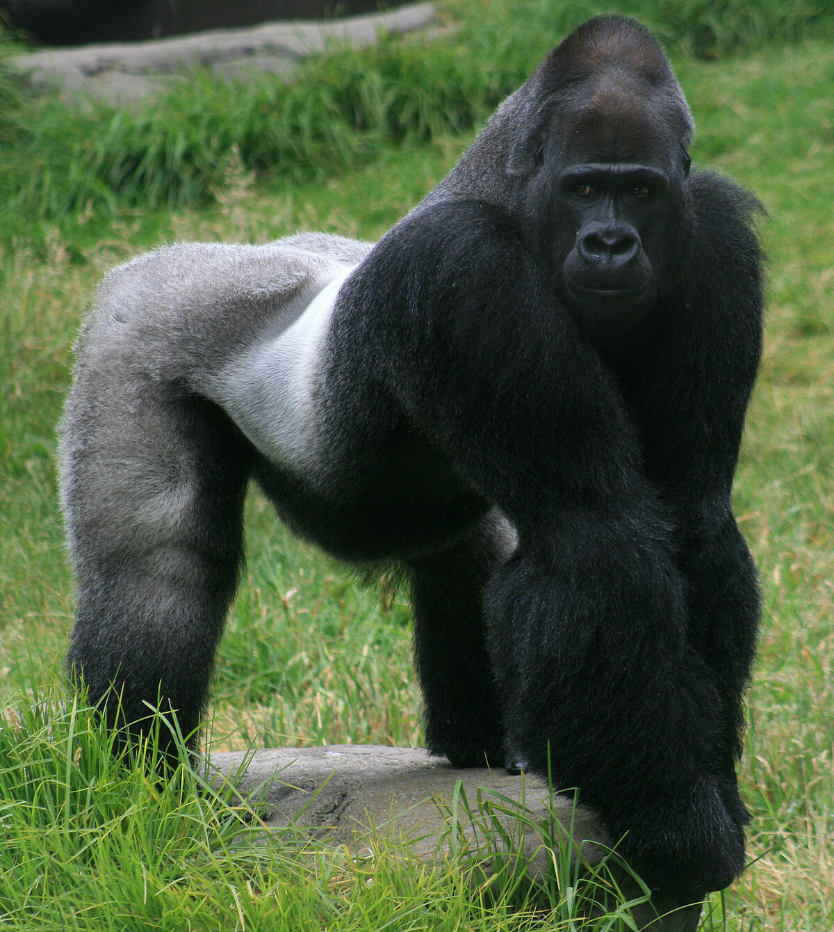 Gorilla at rest observing its surroundings