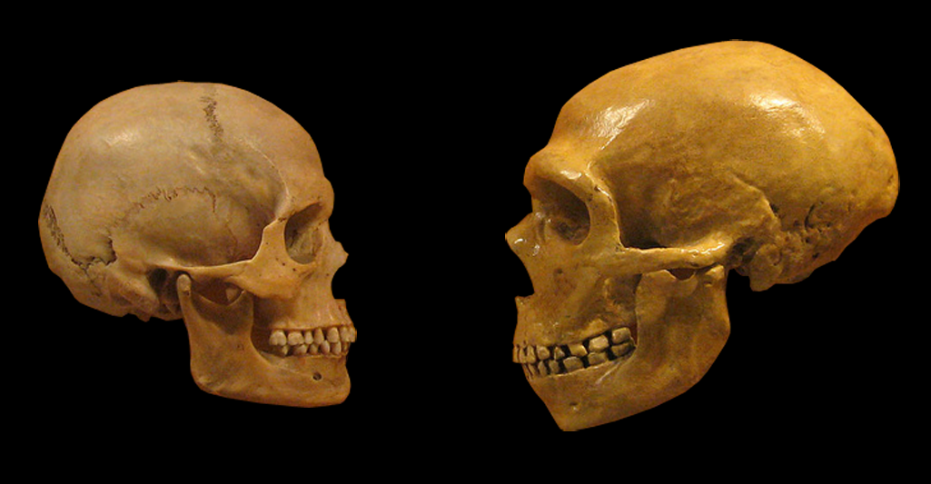 Comparaison de cranes d'Homo sapiens et de Neanderthalien