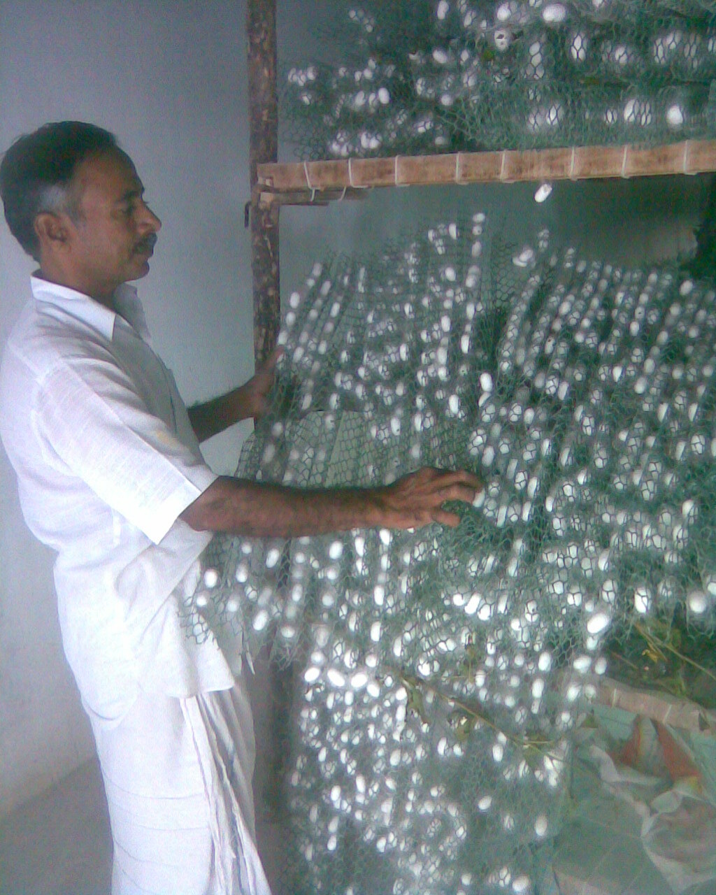 Silkworm cocoons in traditional silk reeling