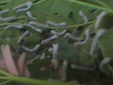Traditional Chinese sericulture scene