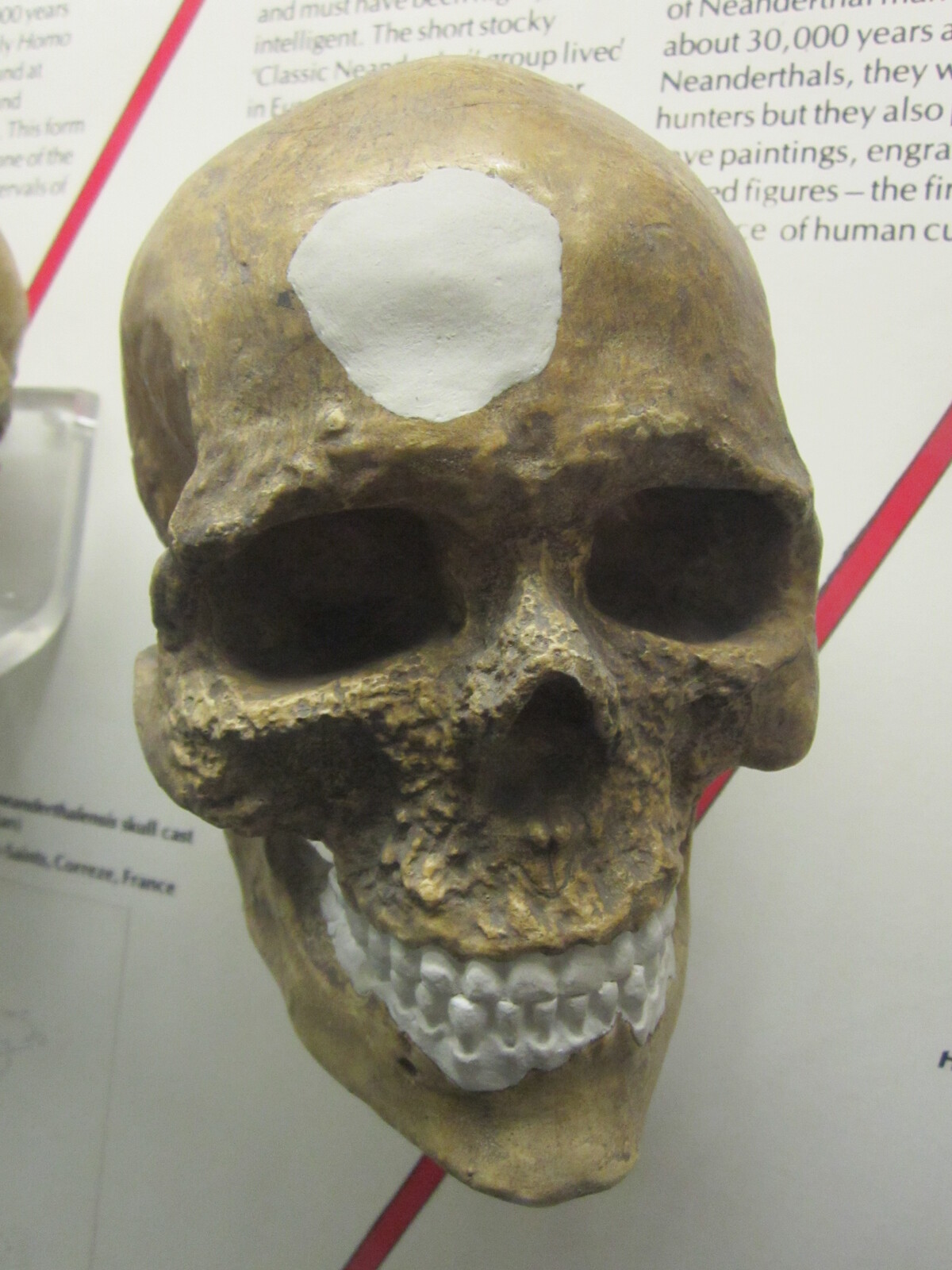 Skull of an anatomically modern Homo sapiens