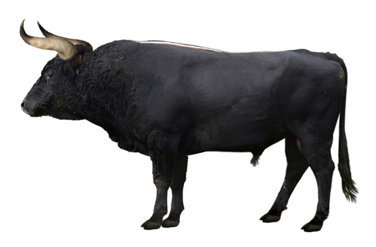 Aurochs, Bos primigenius, grand gibier du Paléolithique
