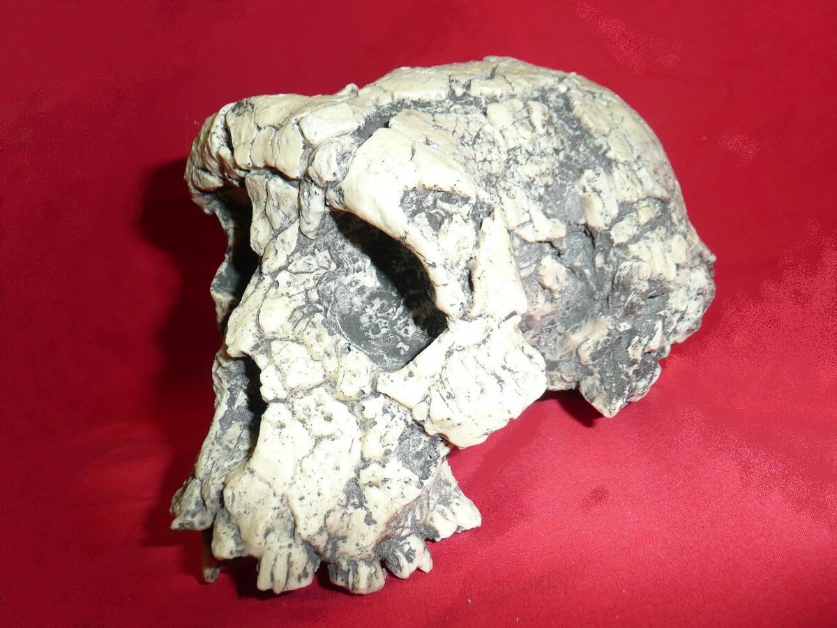 Crane de Sahelanthropus tchadensis, vue laterale, desert du Djourab, Tchad