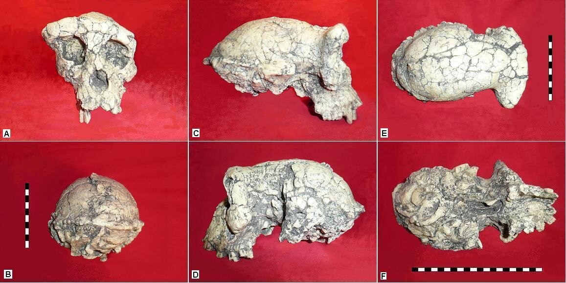 Sahelanthropus tchadensis Toumai, six vues du crane, Wikimedia Commons