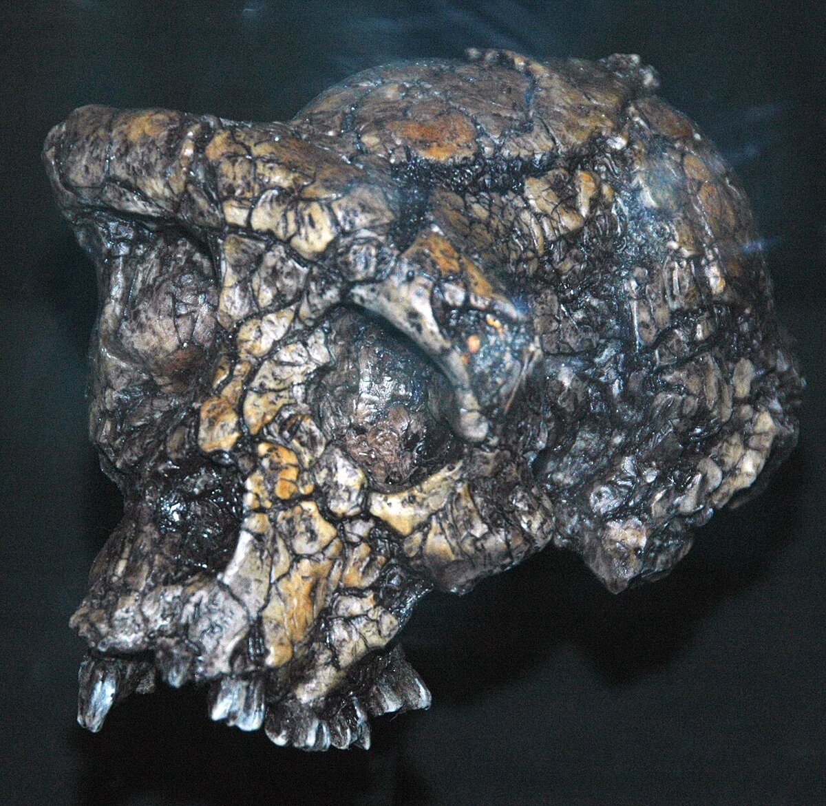 Fossile de Sahelanthropus tchadensis in situ, gisement de Toros-Menalla, Djourab